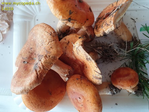 Lactarius porninsis - 