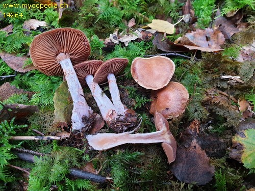 Cortinarius anomalus - 