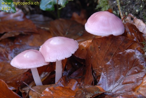 Mycena rosea - 