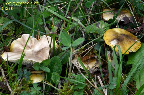 Tricholoma viridilutescens - 