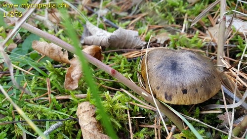 Tricholoma viridilutescens - 