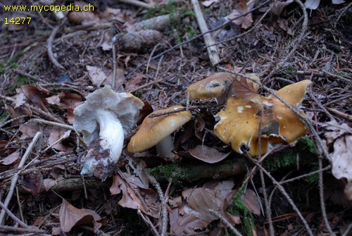 Tricholoma viridilutescens - 