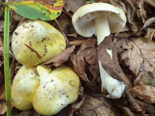 Tricholoma sejunctum - 