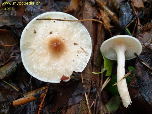 Hygrophorus lindtneri - 