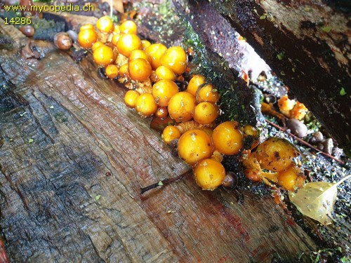 Pholiota adiposa - 