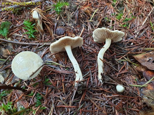 Inocybe geophylla - 