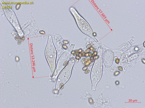 Inocybe geophylla - 