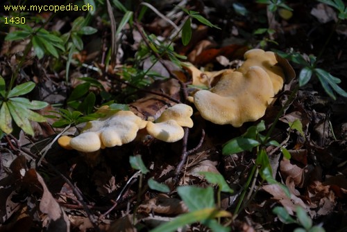 Phyllotopsis nidulans - 