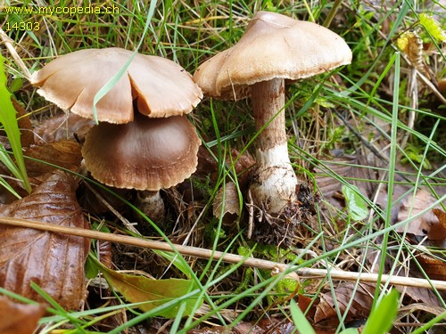 Cortinarius candelaris - 