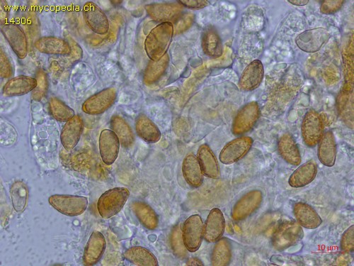 Phlegmacium pseudovulpinum - 