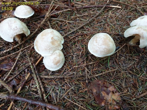 Clitocybe phyllophila - 