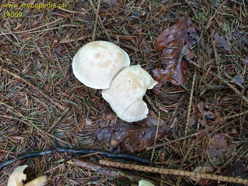 Clitocybe phyllophila - 