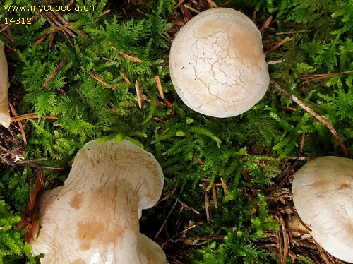 Clitocybe phyllophila - 