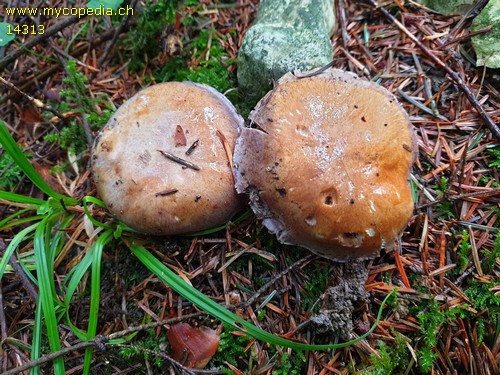 Cortinarius cumatilis - 