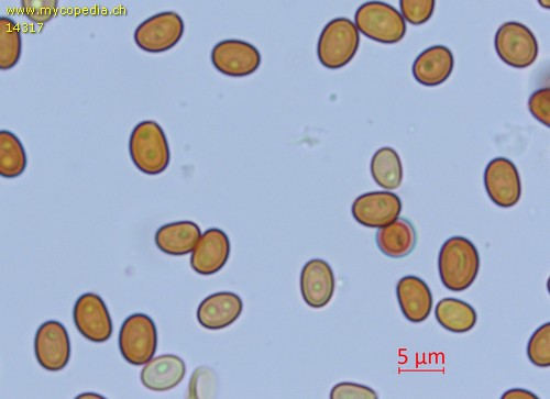 Inonotus rheades - Sporen - Wasser  - 