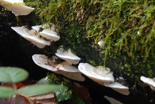 Trametes hirsuta - 