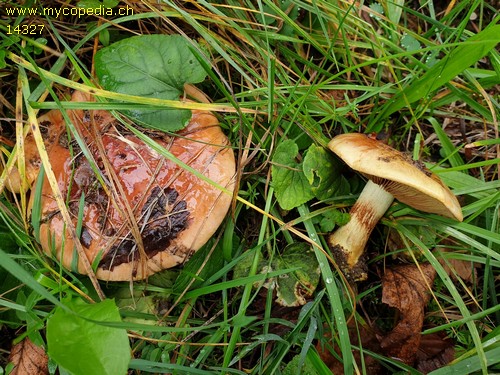 Cortinarius elegantior - 