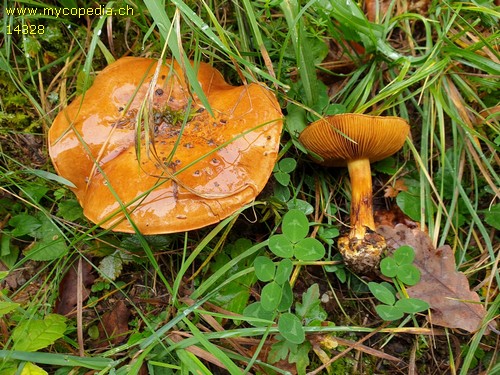 Cortinarius olearoides - 