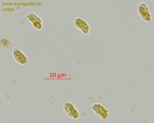 Hydropodia subalpina - Sporen - Melzers  - 