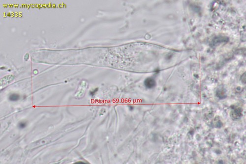 Hydropodia subalpina - 