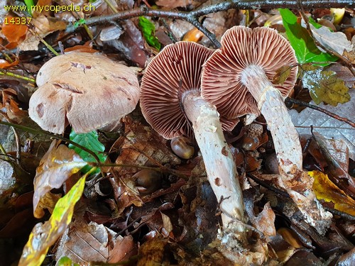 Cortinarius torvus - 