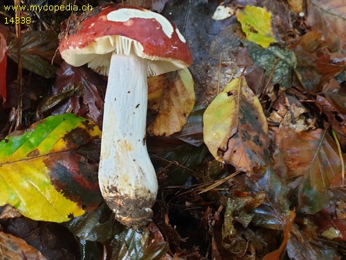 Russula alutacea - 