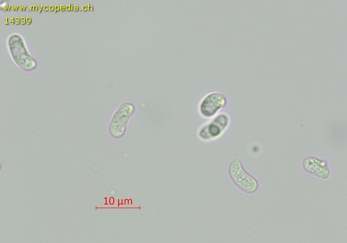 Hydropodia subalpina - Sporen - Wasser  - 