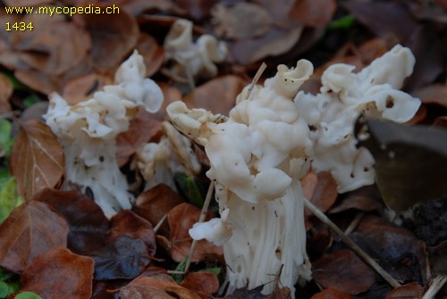 Helvella crispa - 