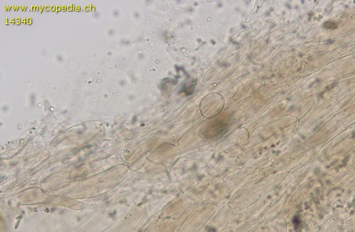 Hydropodia subalpina - HDS - 