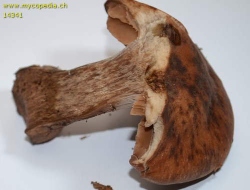 Cortinarius sordescens - 