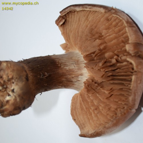 Cortinarius sordescens - 