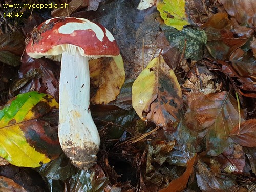 Russula melliolens - 