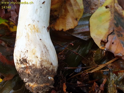 Russula melliolens - 