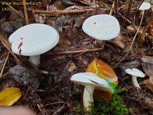 Clitocybe dealbata - 