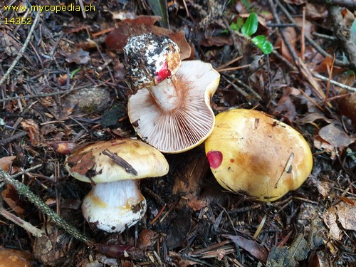 Cortinarius aureopulverulentus - 