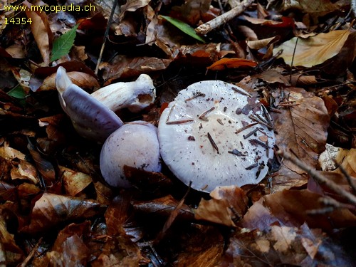 Cortinarius caerulescens - 