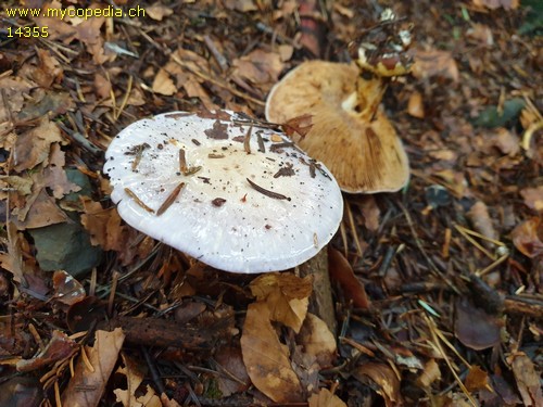 Cortinarius caerulescens - 