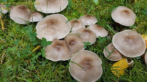 Tricholoma scalpturatum - 