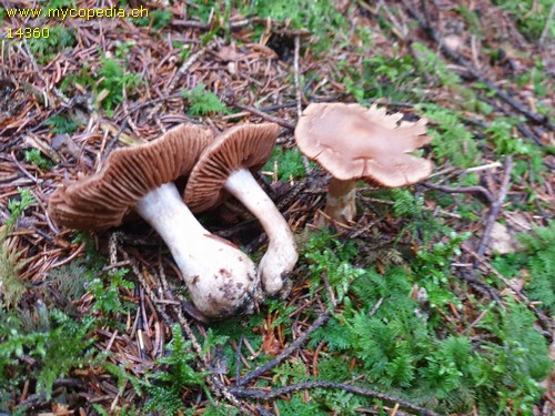 Hydrocybe crassifolius - 