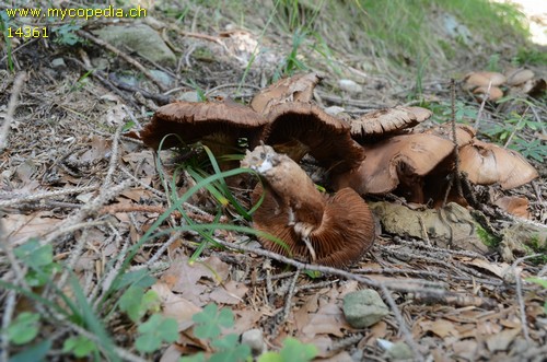 Hydrocybe crassifolius - 