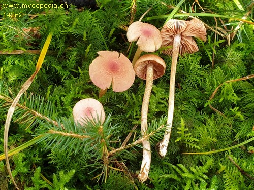 Entoloma queletii - 