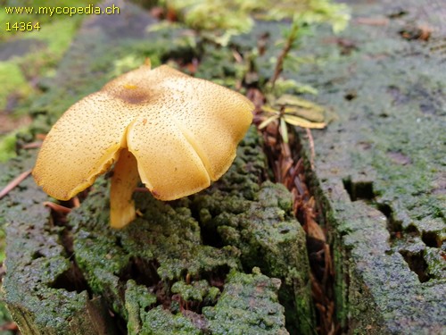 Tricholomopsis decora - 