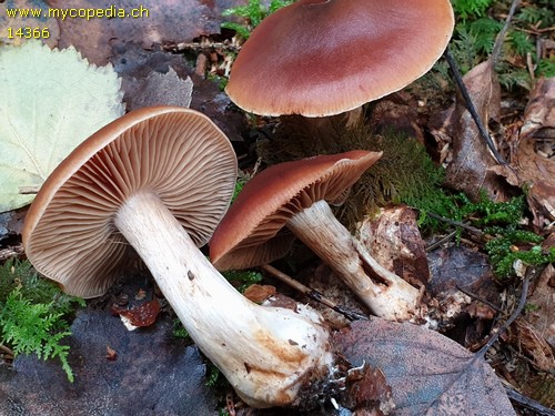 Cortinarius illuminus - 