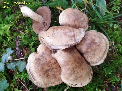 Cortinarius infractus var. obscurocyaneus - 