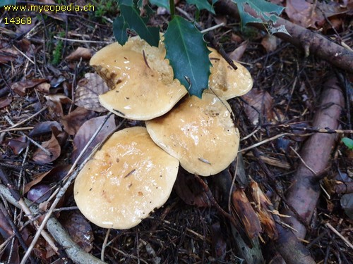 Suillus bovinus - 