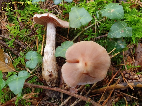 Cortinarius malachius - 