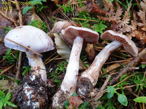 Cortinarius malachius - 