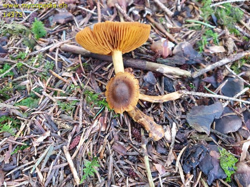 Cortinarius malicorius - 