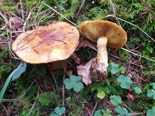 Cortinarius meinhardii - 