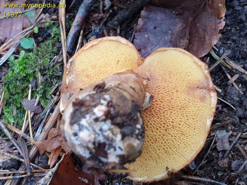 Suillus tridentinus - 